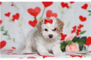 Friday - Poodle, Miniature for sale