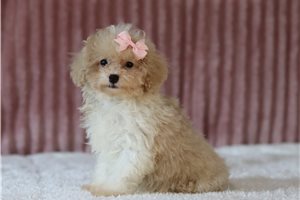 Calista - Miniature Poodle for sale