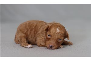 Devon - Poodle, Miniature for sale