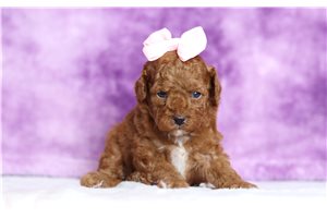 Kinsley - Miniature Poodle for sale