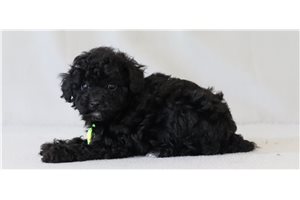 Kaelyn - Miniature Poodle for sale