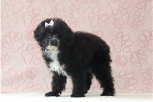 Nirvana - Poodle, Miniature for sale