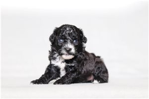 Nirvana - Poodle, Miniature for sale