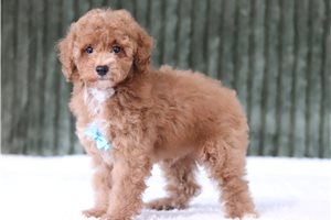 Dudley - Miniature Poodle for sale