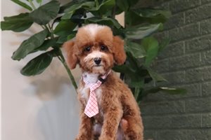 Dagwood - Miniature Poodle for sale