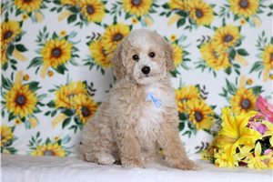 Frisco - Miniature Poodle for sale