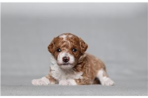 Noalie - Poodle, Miniature for sale