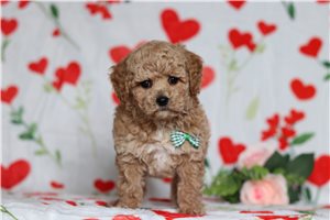 Freeman - Miniature Poodle for sale