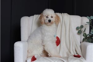 Vincenzo - Poodle, Miniature for sale