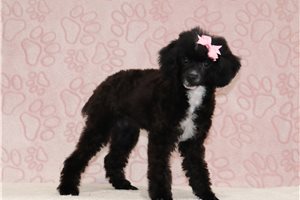 Nirvana - Poodle, Miniature, placed in Zanesville / Cambridge