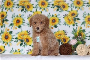 Preston - Miniature Poodle for sale