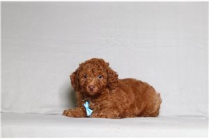 Ozzy - Poodle, Miniature for sale
