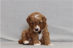 Arch - Miniature Poodle for sale