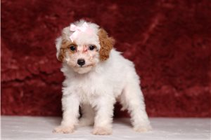 Virginia - puppy for sale
