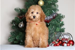Ginger - Poodle, Miniature for sale