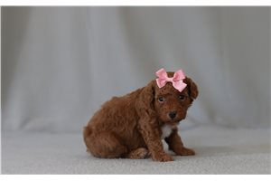 Brexlyn - Poodle, Miniature for sale