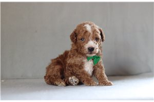 Bertrand - Poodle, Miniature for sale