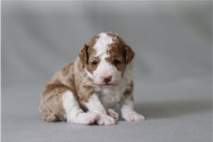 Anika - Poodle, Miniature for sale