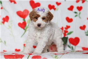 Dillie - Poodle, Miniature for sale