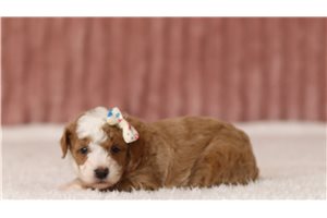 Vienna - Poodle, Miniature for sale