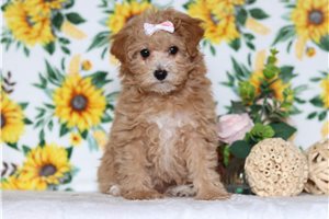 Poppy - Poodle, Miniature for sale