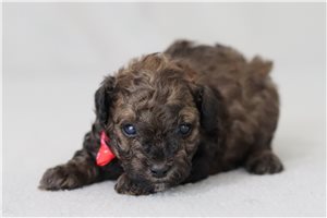 Kaleb - Poodle, Miniature for sale