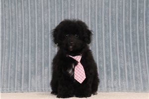 Kaelyn - Miniature Poodle for sale