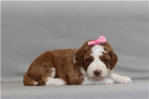 Anastasia - Poodle, Miniature for sale