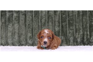 Cadet - Poodle, Miniature, placed in Zanesville / Cambridge