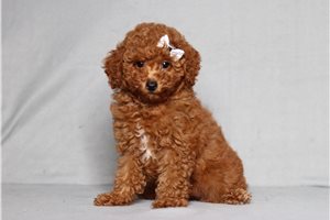 Opal - Poodle, Miniature for sale