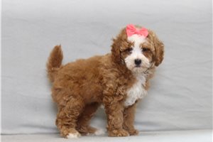 Amor - Poodle, Miniature for sale