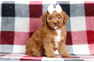 Kinsley - Poodle, Miniature for sale