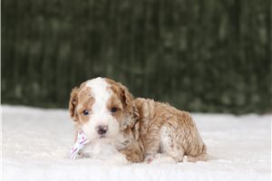 Doug - Miniature Poodle for sale
