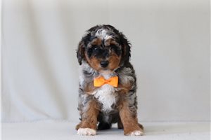 Fred - Poodle, Miniature for sale