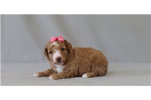 Brielle - Poodle, Miniature for sale