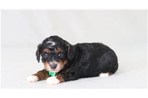 Mack - Poodle, Miniature for sale