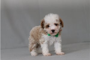 Xavier - Poodle, Miniature for sale