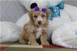 Aria - Miniature Poodle for sale