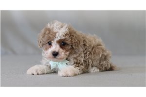 Clayton - Miniature Poodle for sale