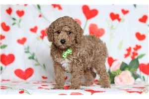 Frederick - Poodle, Miniature for sale