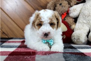 Saul - Miniature Poodle for sale