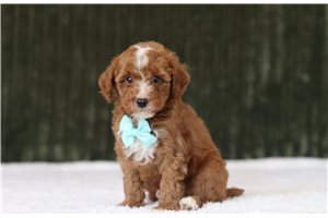 Draco - Miniature Poodle for sale