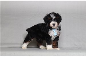 Novo - Poodle, Miniature for sale