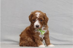 Apache - Miniature Poodle for sale