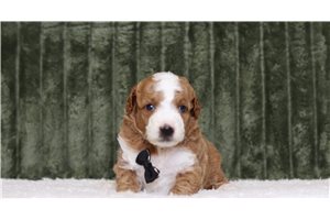 Calum - Poodle, Miniature for sale