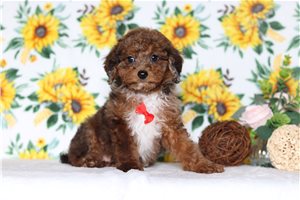 Gavin - Poodle, Miniature for sale