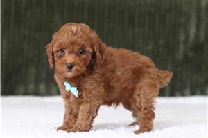 Drake - Miniature Poodle for sale
