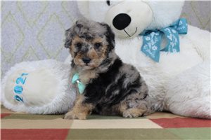 Axel - Poodle, Miniature for sale