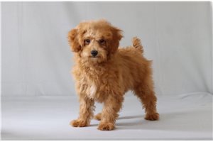 Otis - Poodle, Miniature for sale