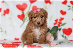 Dibby - Poodle, Miniature for sale
